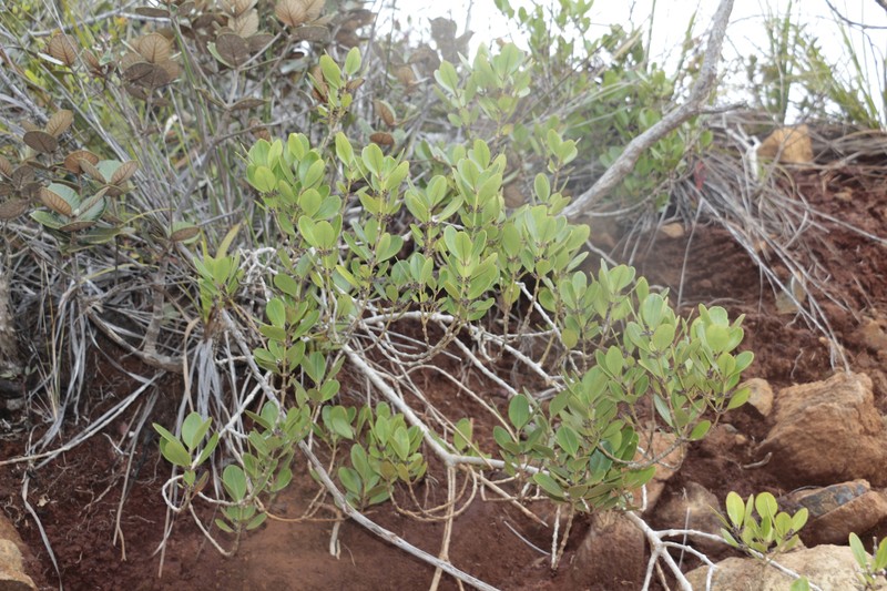 Alyxia glaucophylla photo 4