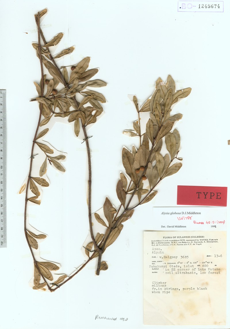 Alyxia globosa