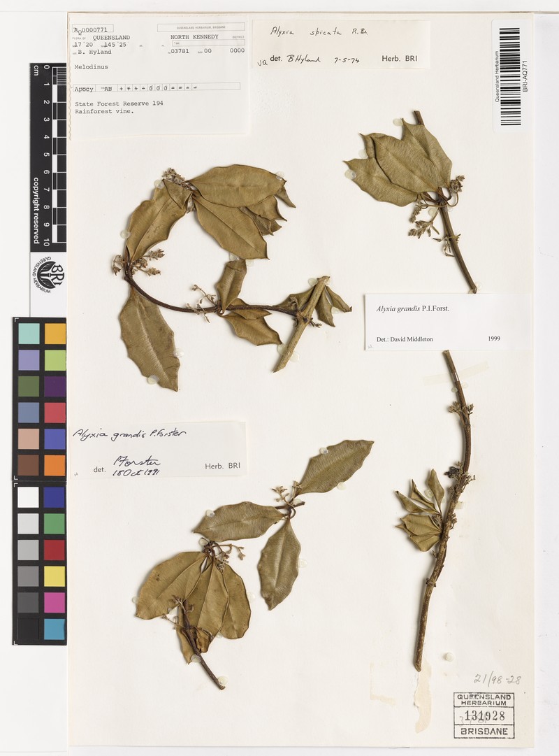 Alyxia grandis