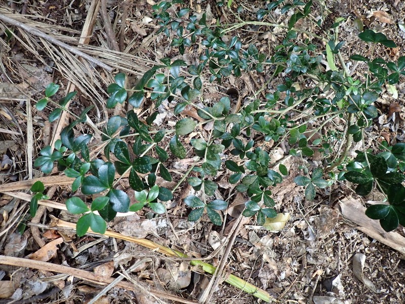 Alyxia gynopogon