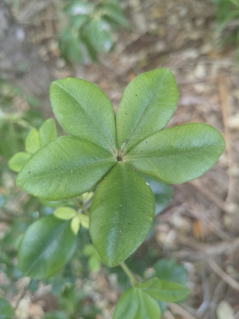 Alyxia gynopogon photo 3