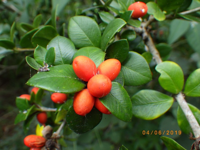 Alyxia gynopogon photo 4