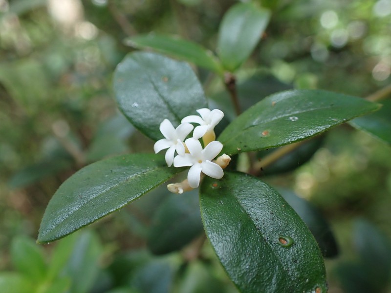 Alyxia gynopogon photo 7