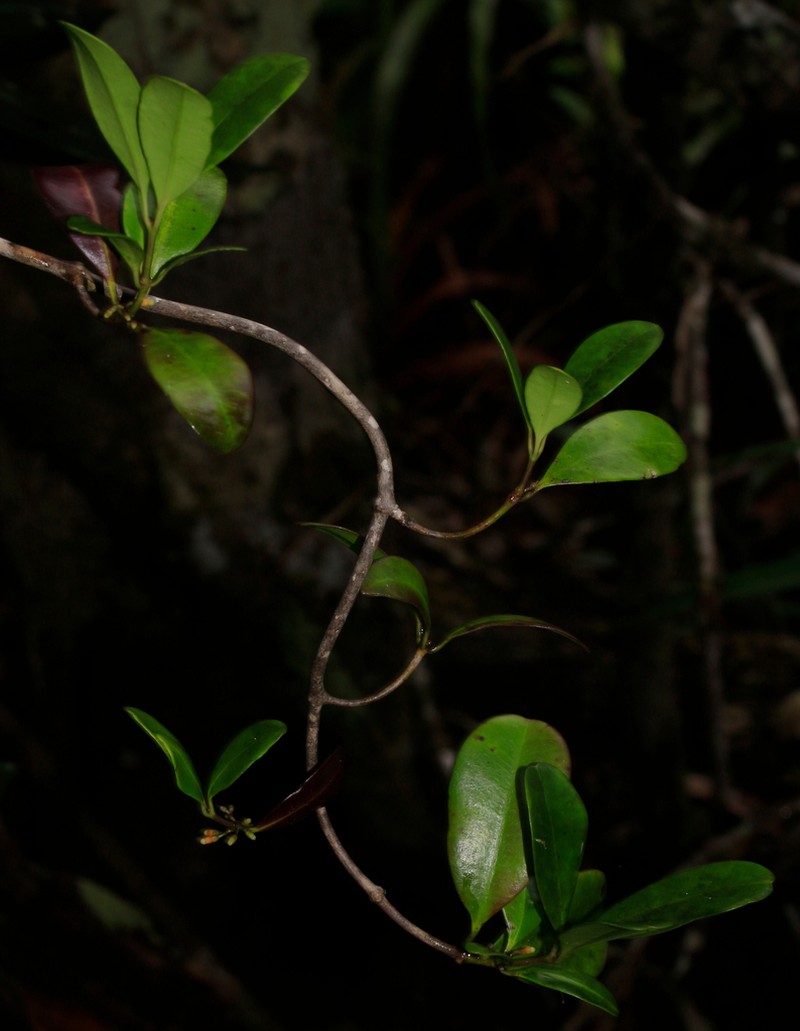 Alyxia hurlimannii