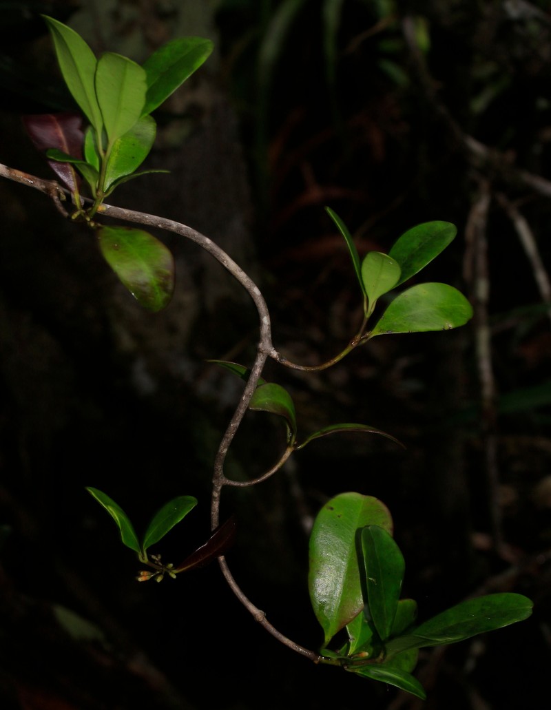 Alyxia hurlimannii photo 2