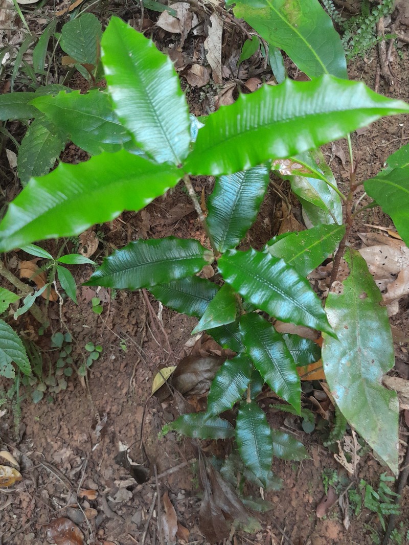 Alyxia ilicifolia