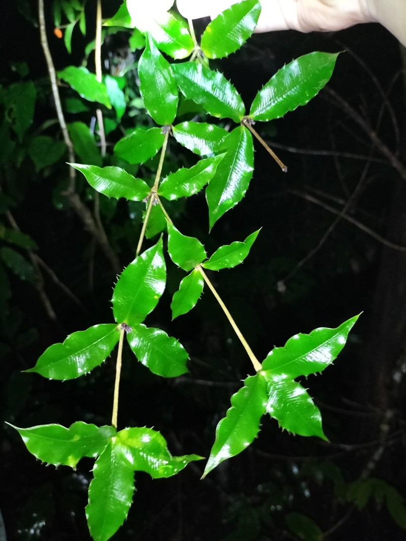 Alyxia ilicifolia photo 2