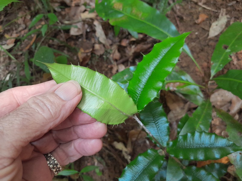 Alyxia ilicifolia photo 3
