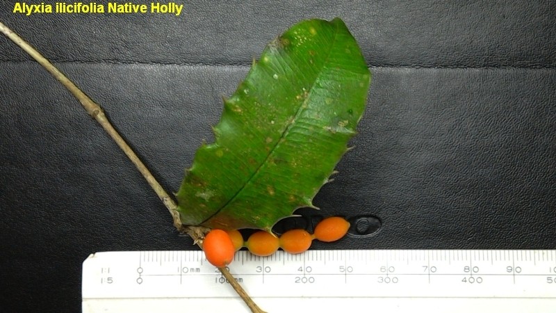 Alyxia ilicifolia photo 5