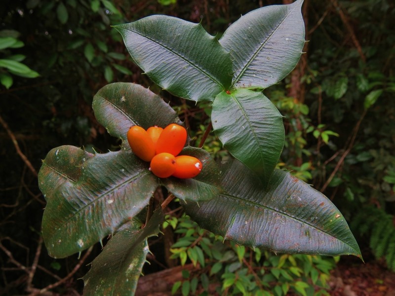 Alyxia ilicifolia photo 6