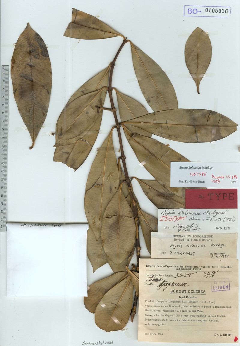 Alyxia kabaenae