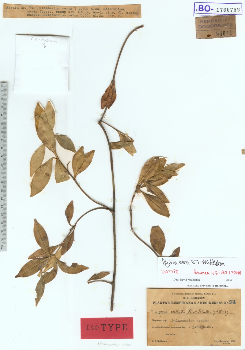 Alyxia laurina