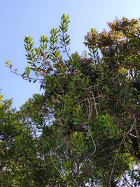 Alyxia leucogyne