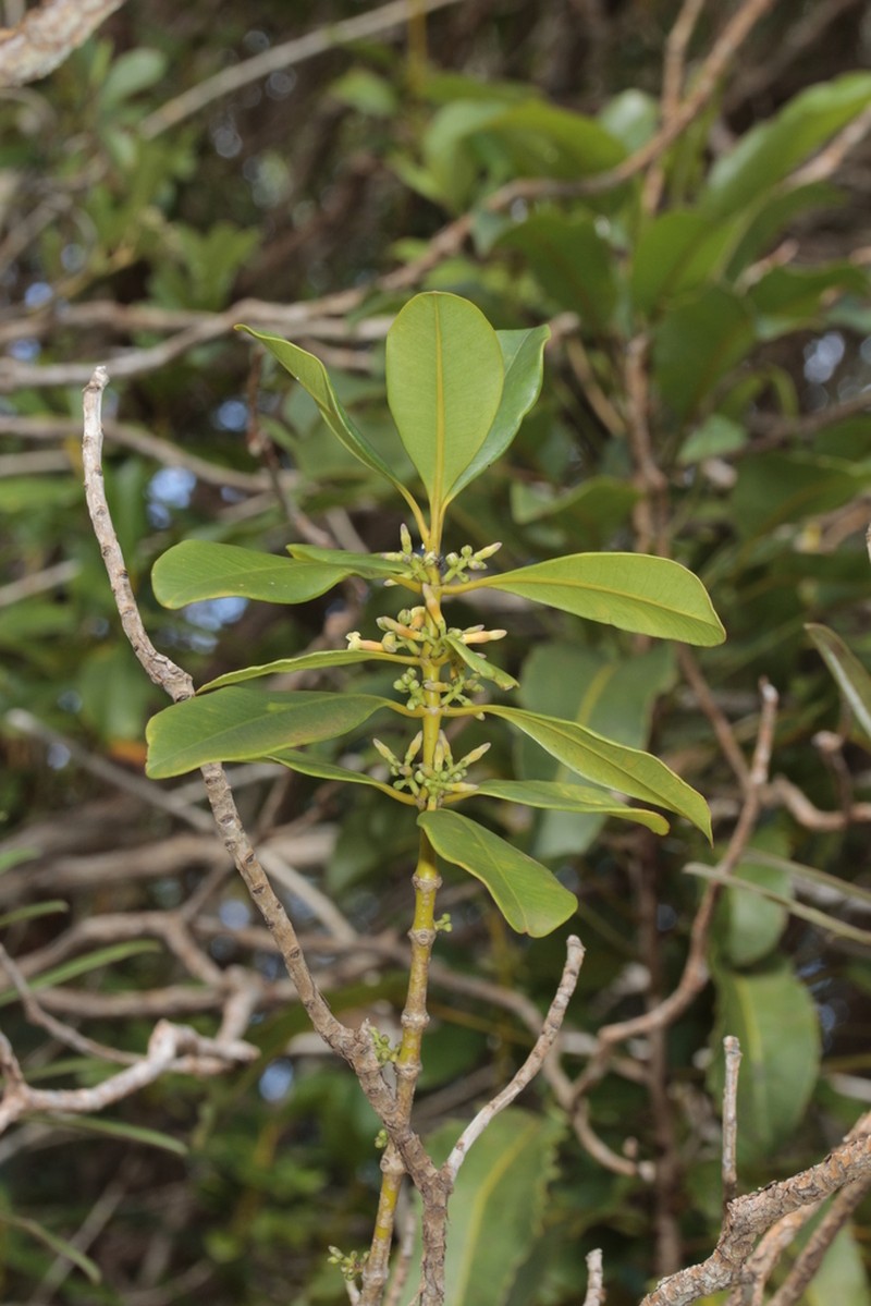 Alyxia leucogyne photo 2