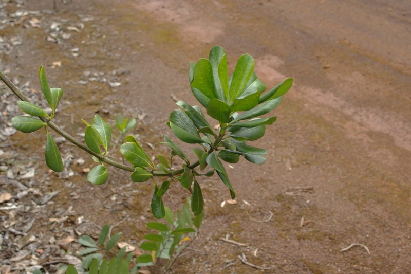 Alyxia leucogyne photo 6
