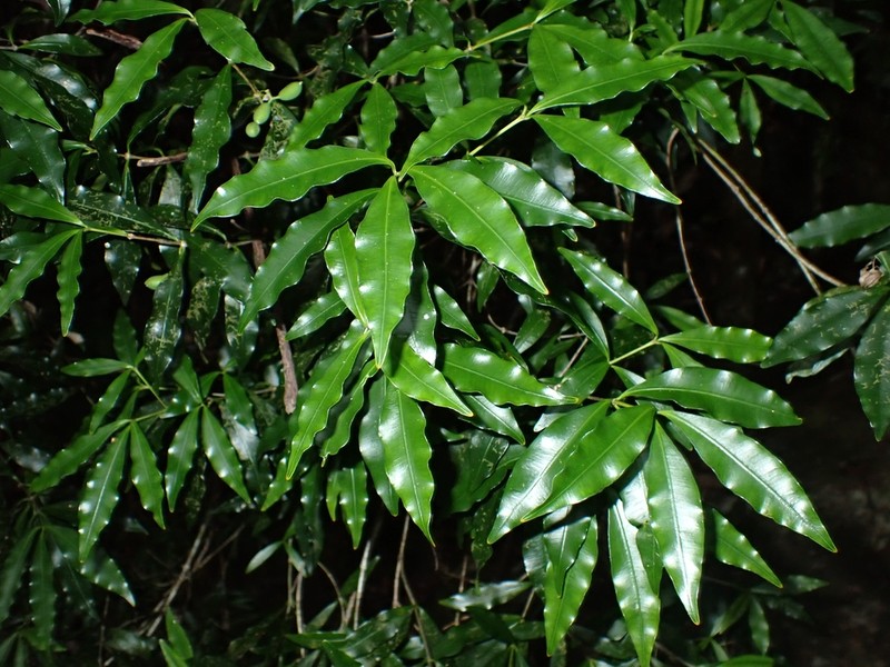 Alyxia loeseneriana
