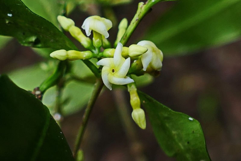 Alyxia loeseneriana photo 2
