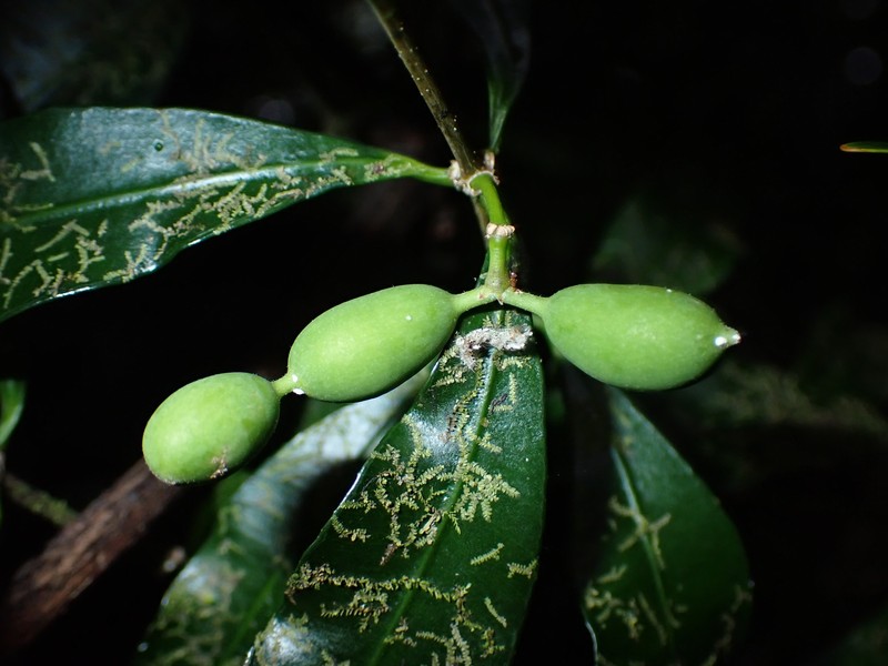 Alyxia loeseneriana photo 3