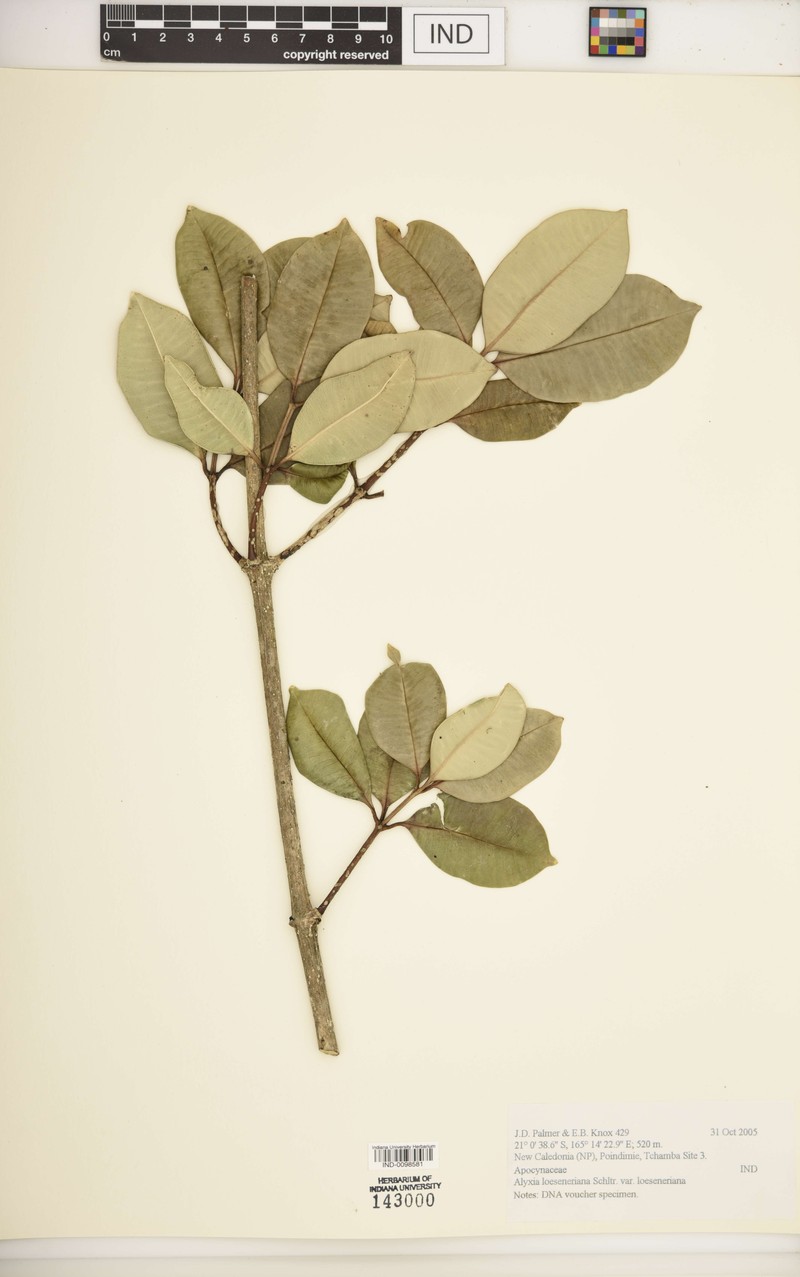 Alyxia loeseneriana photo 4