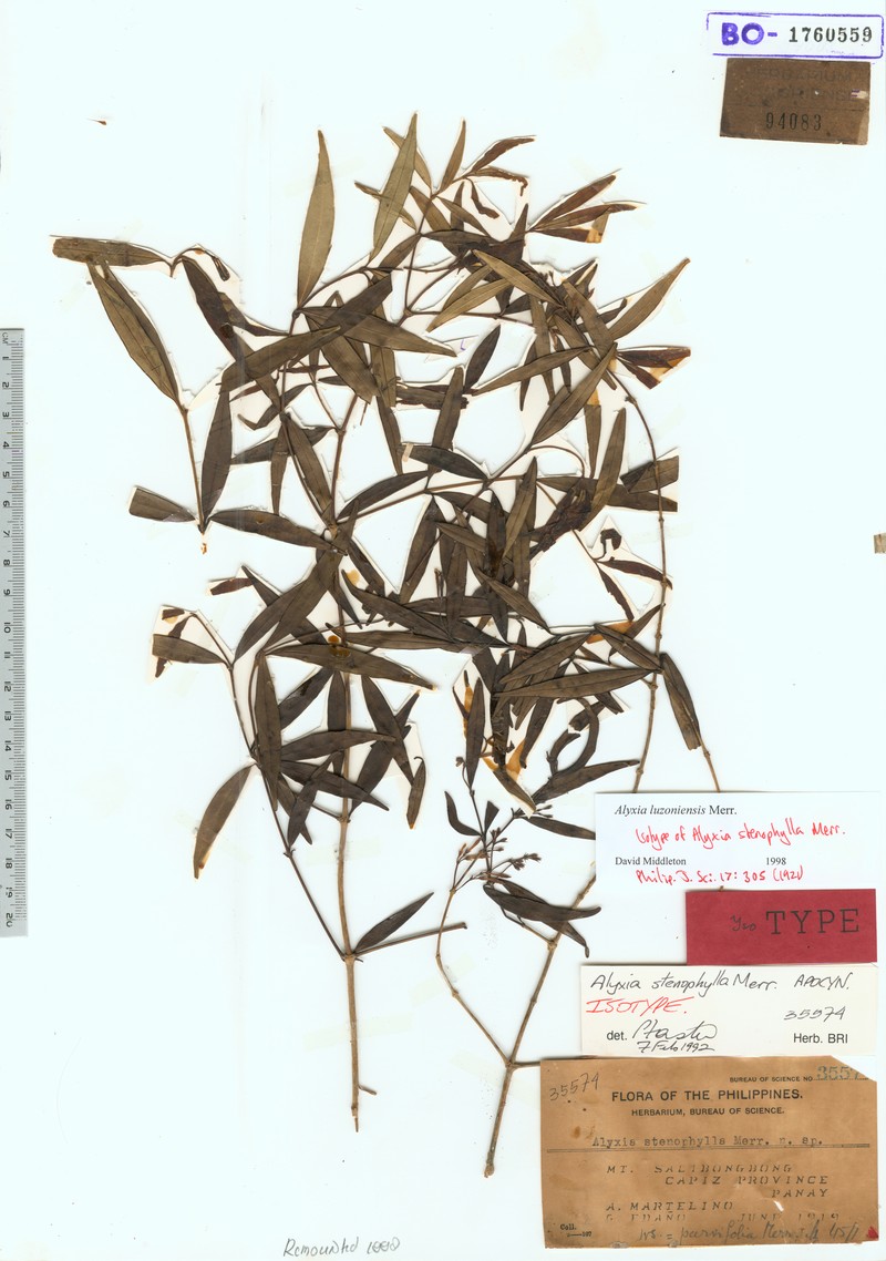 Alyxia luzoniensis