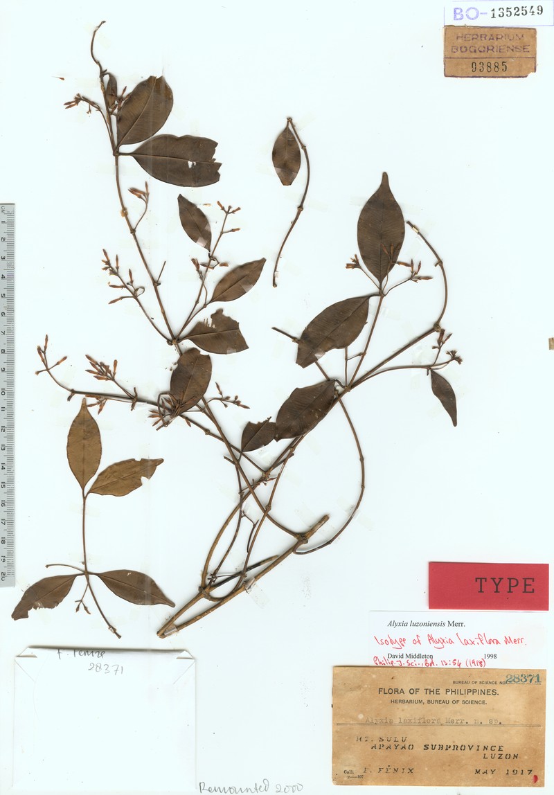 Alyxia luzoniensis photo 2