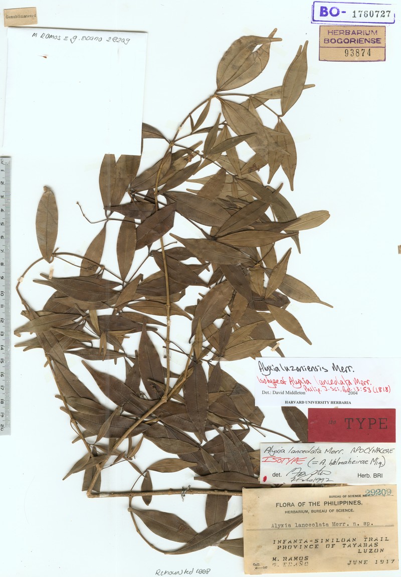 Alyxia luzoniensis photo 3