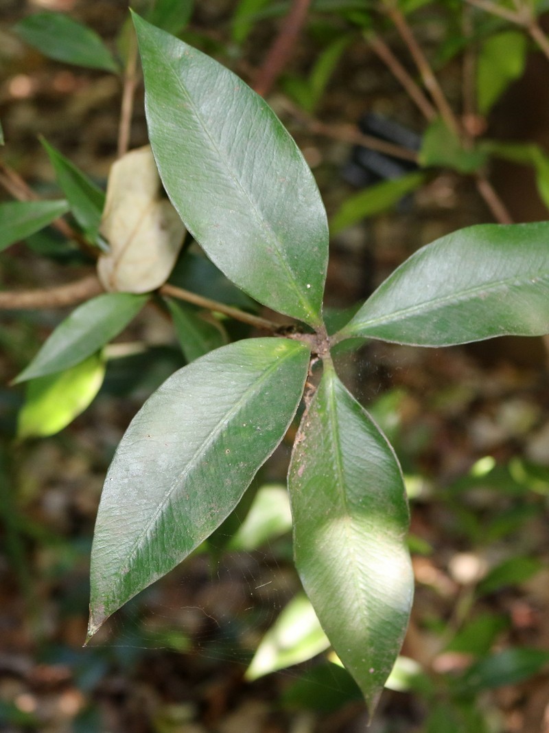 Alyxia magnifolia