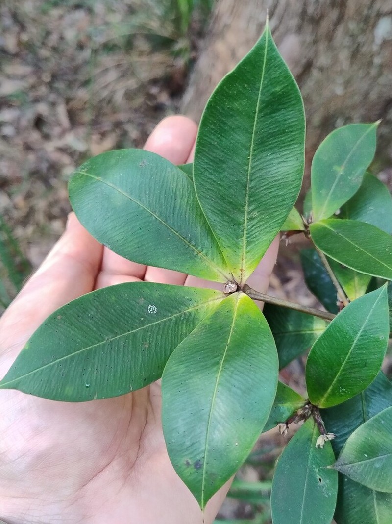 Alyxia magnifolia photo 2