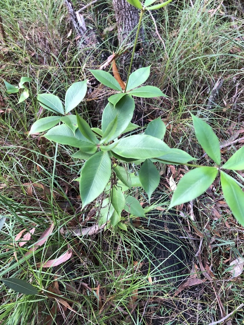 Alyxia magnifolia photo 3