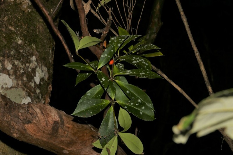 Alyxia magnifolia photo 4