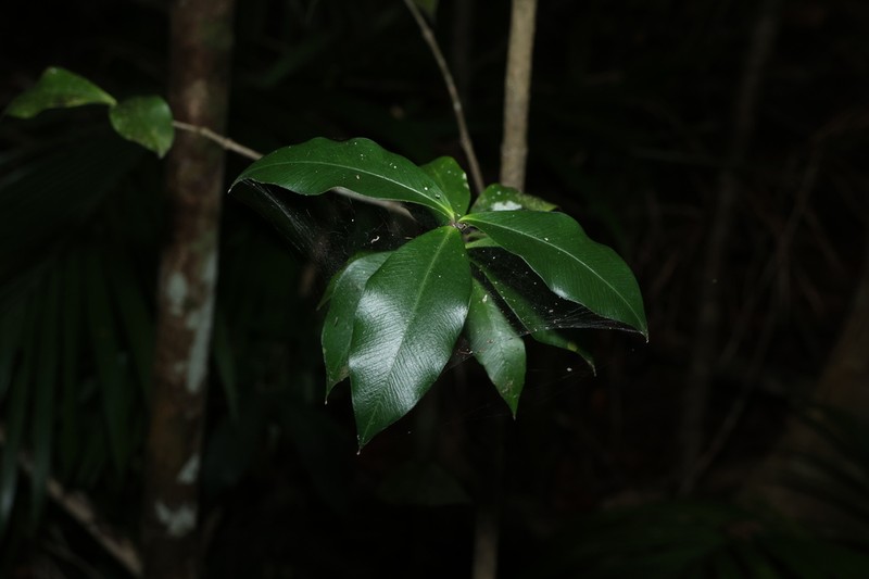 Alyxia magnifolia photo 5