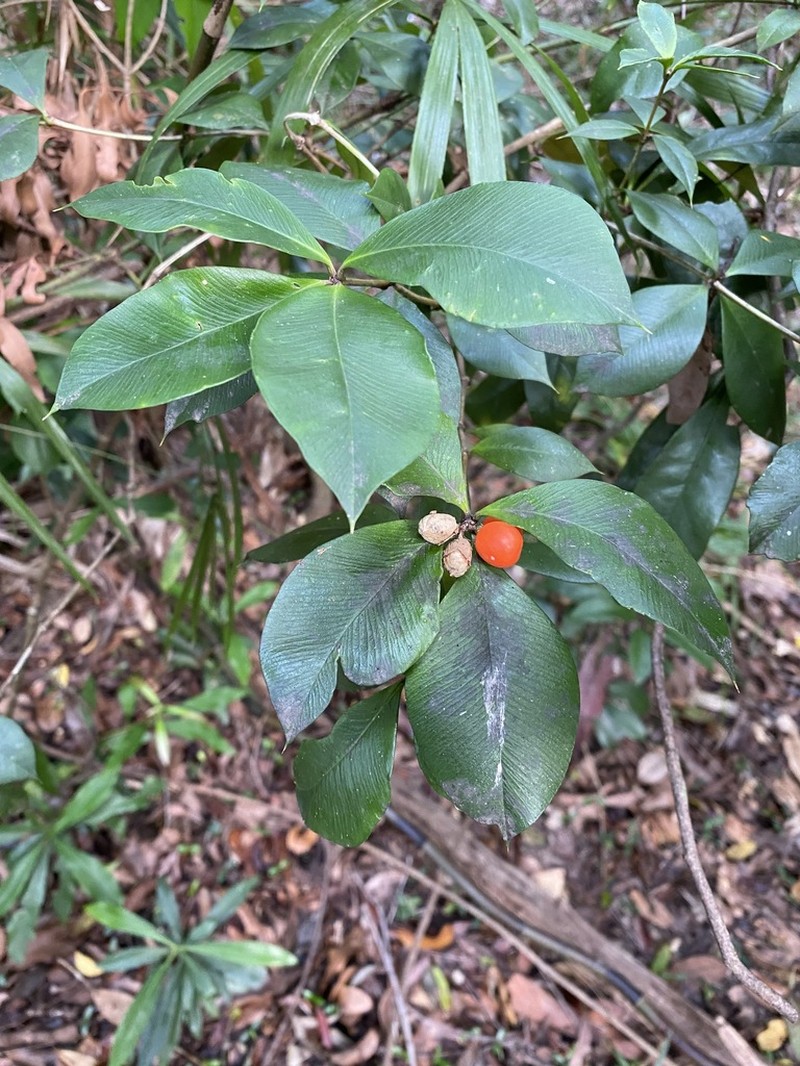 Alyxia magnifolia photo 6