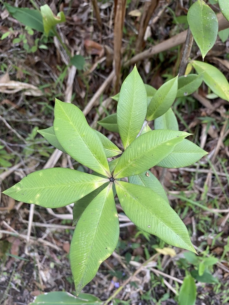 Alyxia magnifolia photo 8