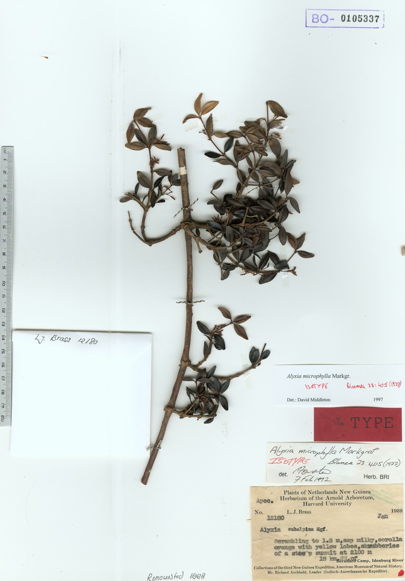 Alyxia microphylla