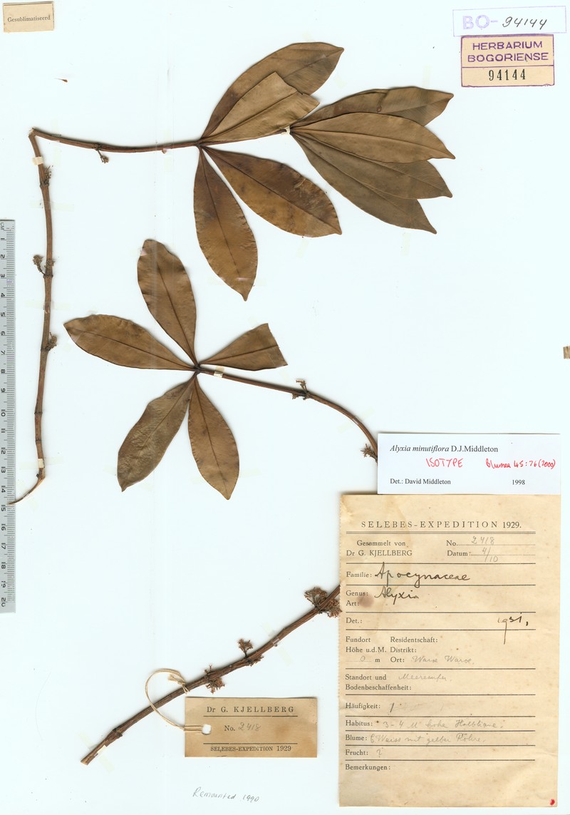 Alyxia minutiflora