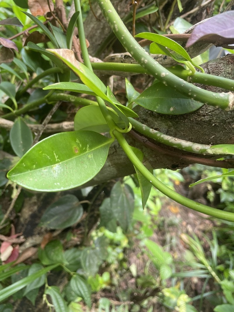 Alyxia monticola photo 2