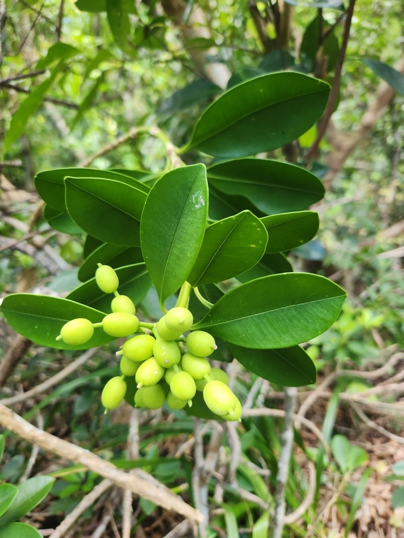 Alyxia monticola photo 3