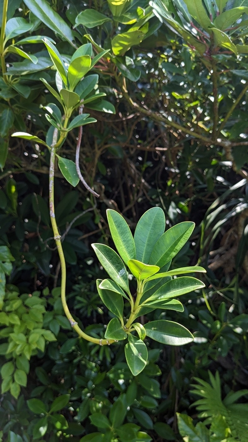 Alyxia monticola photo 6