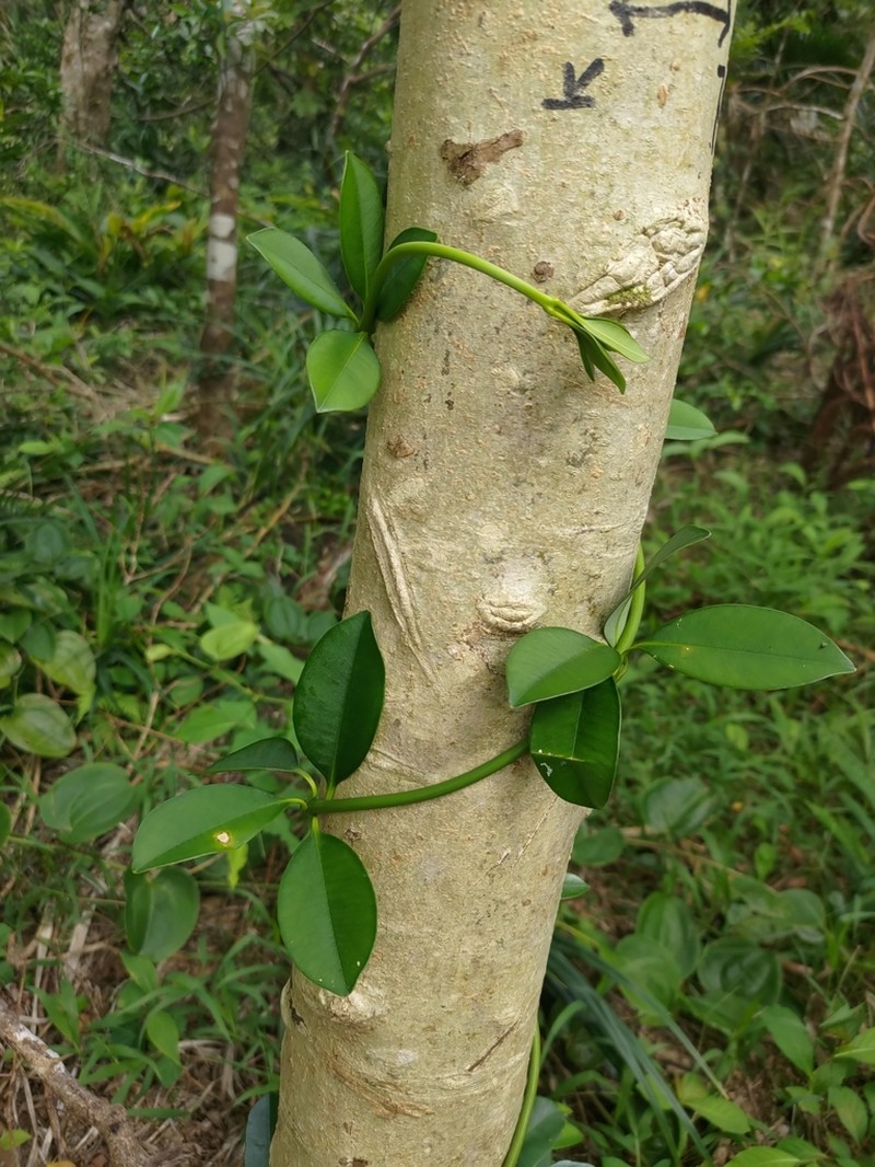 Alyxia monticola photo 7