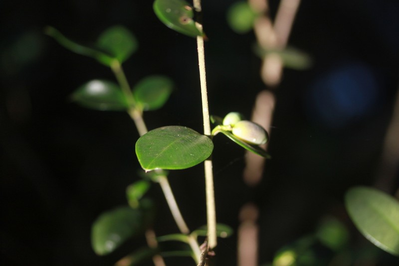 Alyxia mucronata