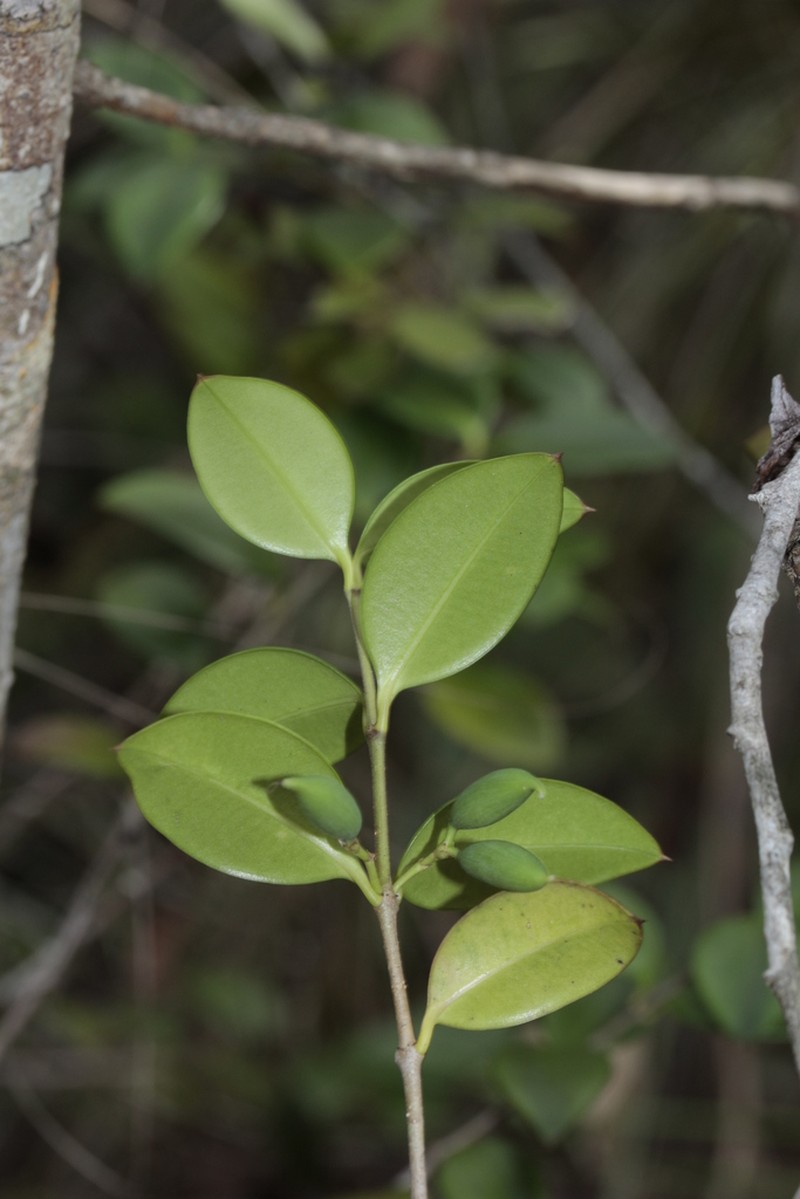 Alyxia mucronata photo 2