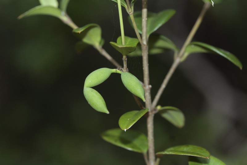 Alyxia mucronata photo 3