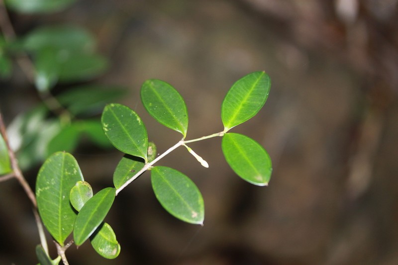 Alyxia mucronata photo 4