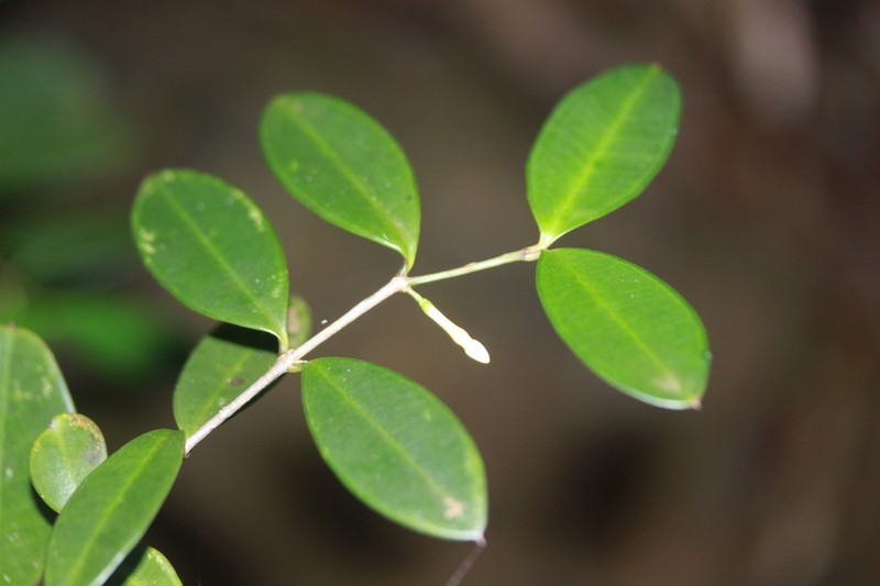 Alyxia mucronata photo 5
