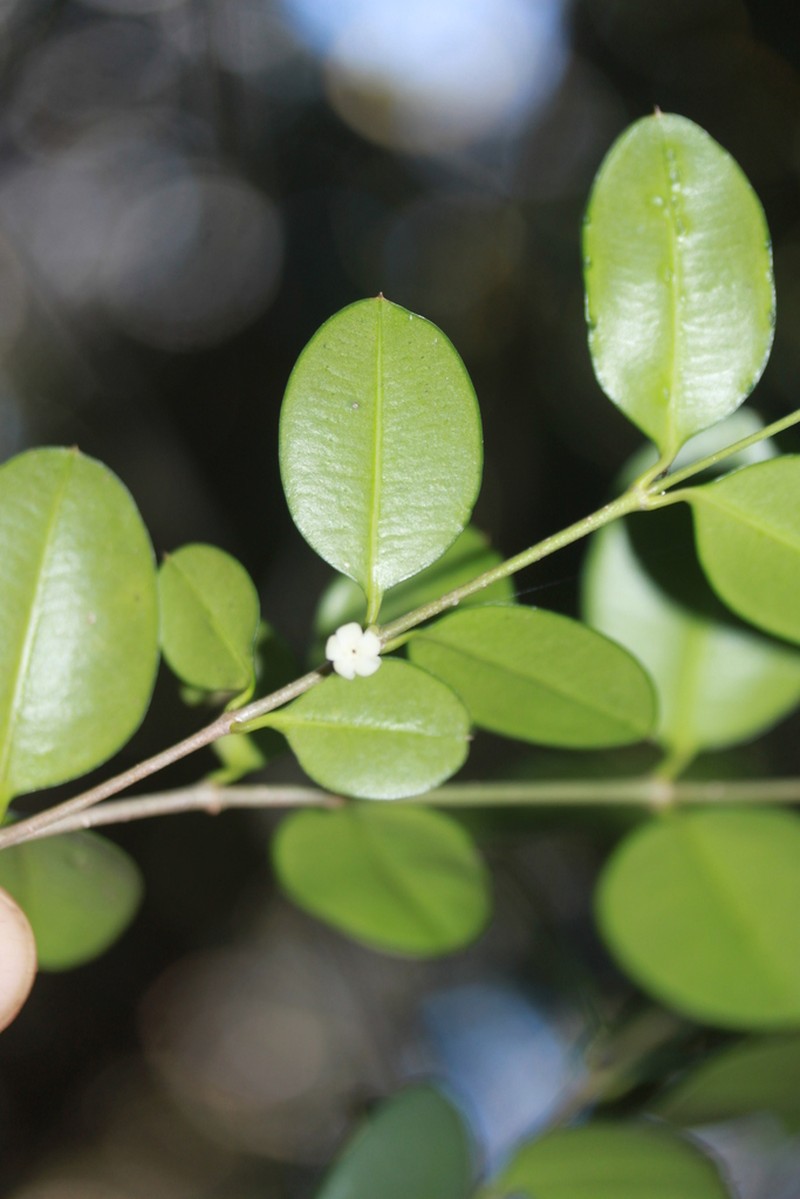 Alyxia mucronata photo 6