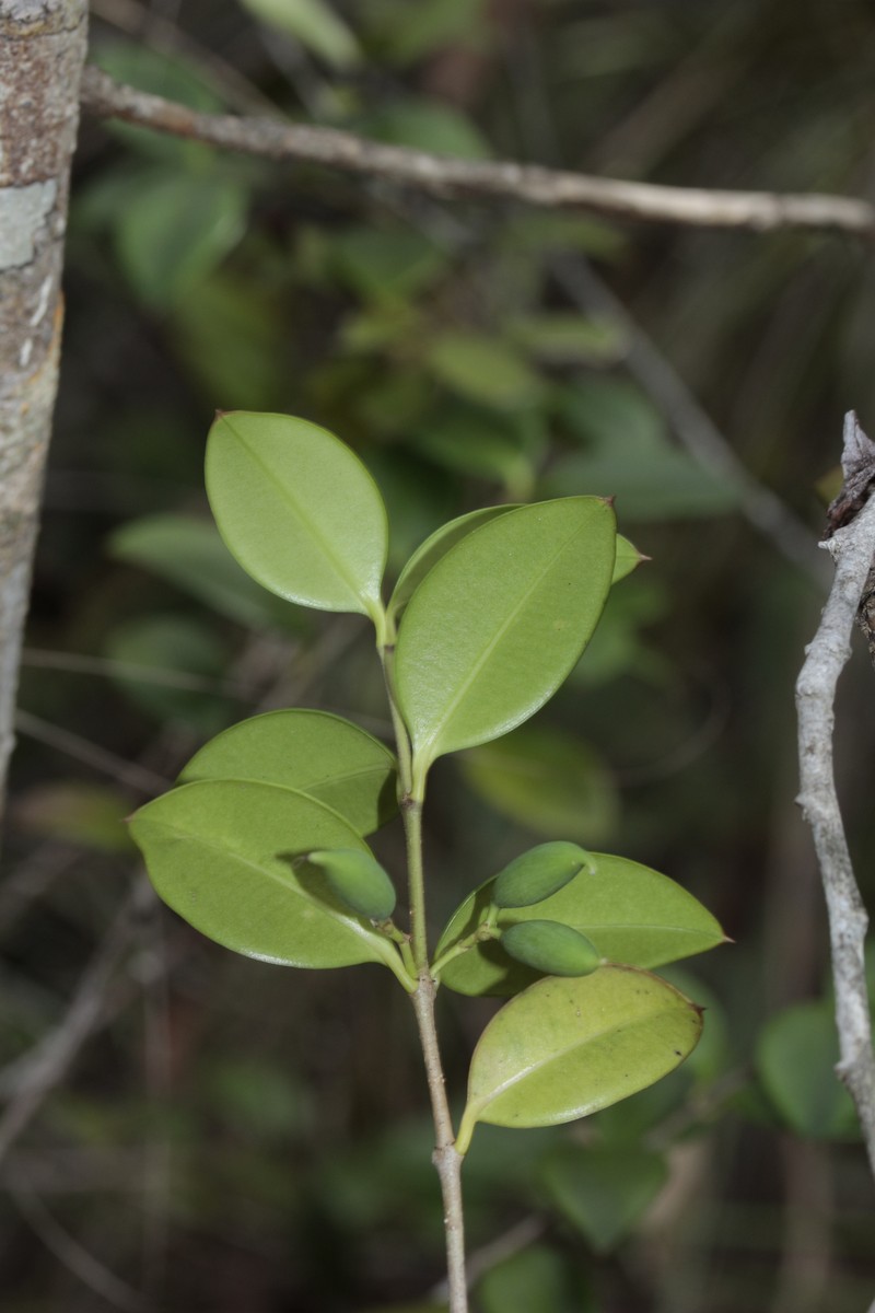 Alyxia mucronata photo 7