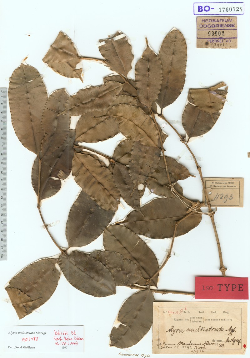 Alyxia multistriata