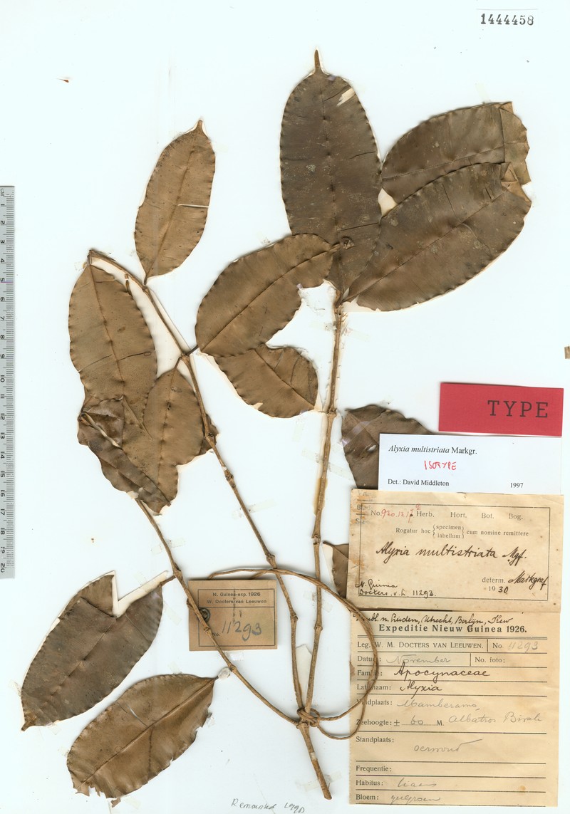 Alyxia multistriata photo 2