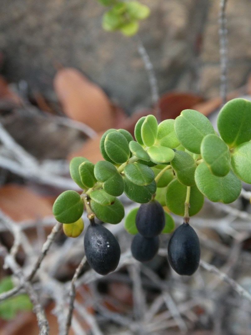 Alyxia nummularia