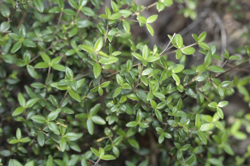 Alyxia nummularia photo 3